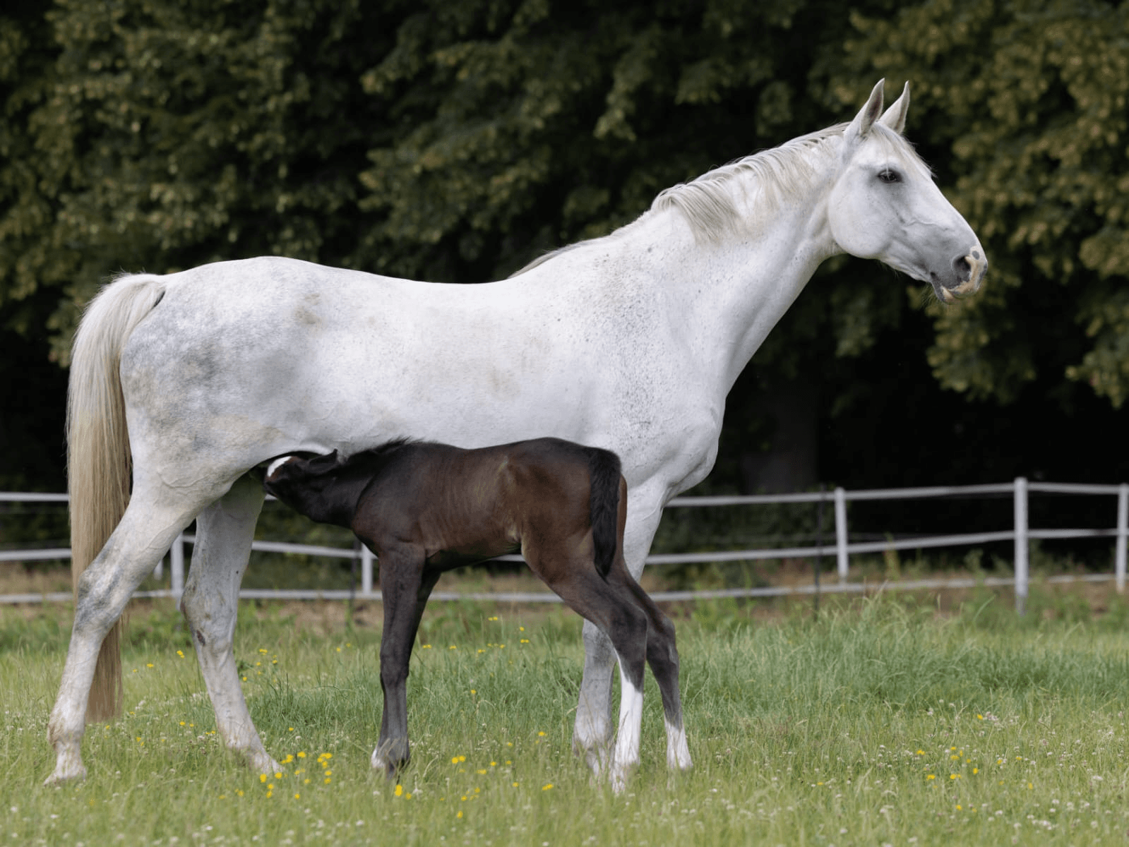 Fohlenarbeit – Ruhe & Vertrauen
